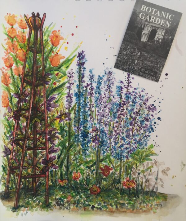 Watercolour and ink of flowers in Oxford Botanic Gardens England